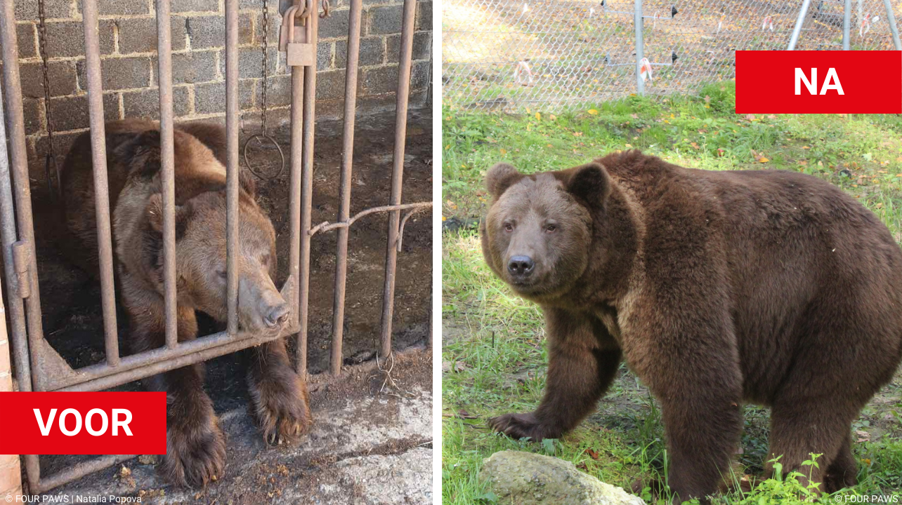 Voor en na foto van beer Bakhmut